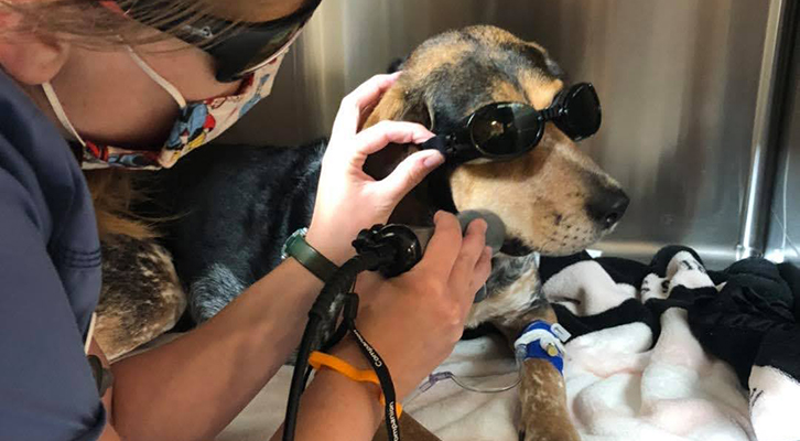 Dog During Laser Therapy